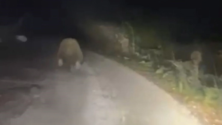 Aracın ışıklarından korkan ayı böyle kaçtı