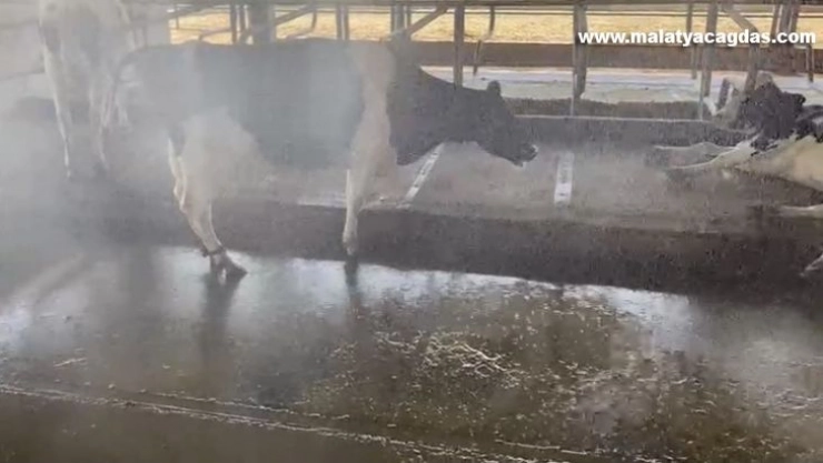 Aşırı sıcak hava hayvanları da olumsuz etkiliyor