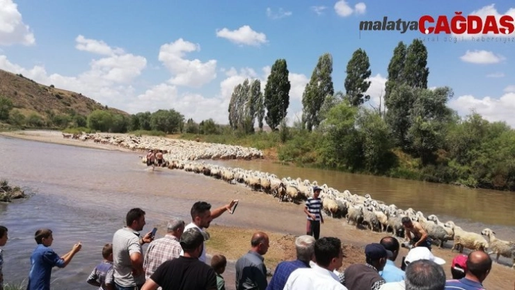 Asırlardır yaşatılan gelenek: Yüzlerce koyun dereden geçirildi