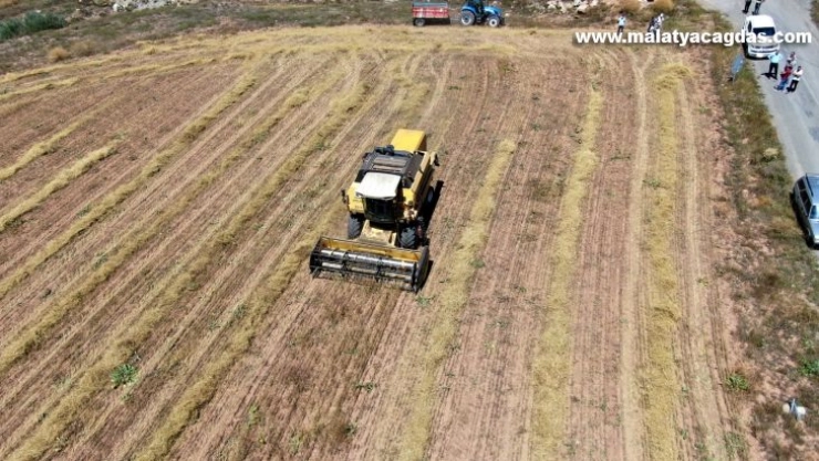 Ata tohumları hasat edildi