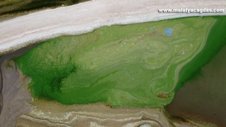 Atatürk Barajı yeşile büründü