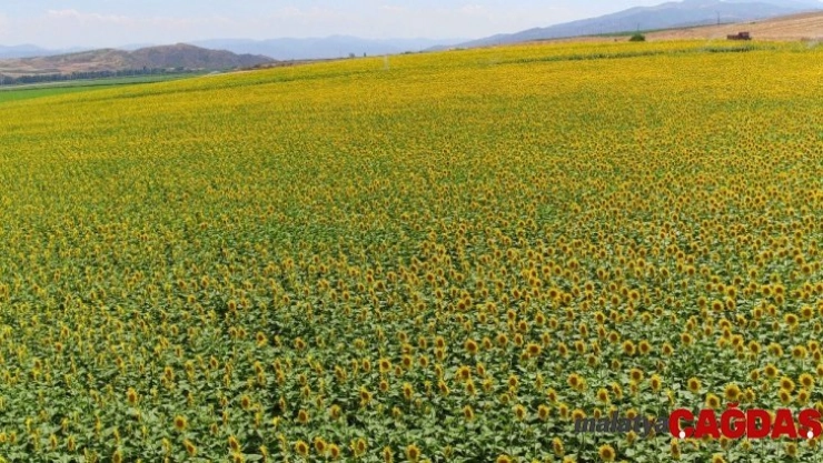 Ayçiçeği üreticisine 120 milyon lira
