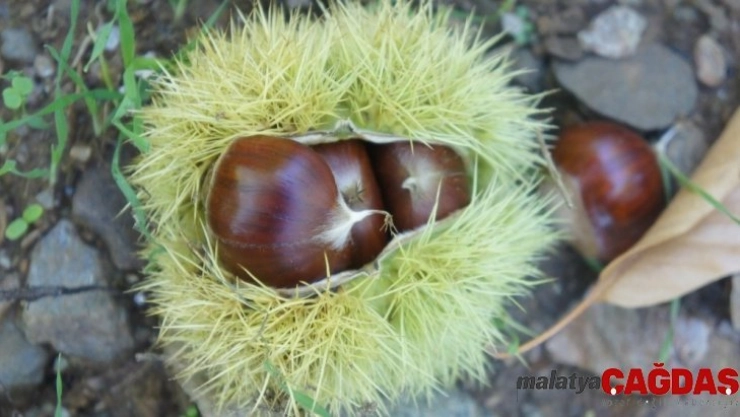 Aydın kestanesi denetimden geçti