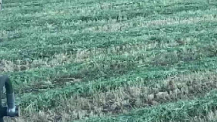 Ayı tarlaya indi, o kornayla uzaklaştırdı