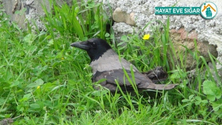Bahçesinde bulduğu yaralı kargaya sahip çıkarak yetkililere teslim etti