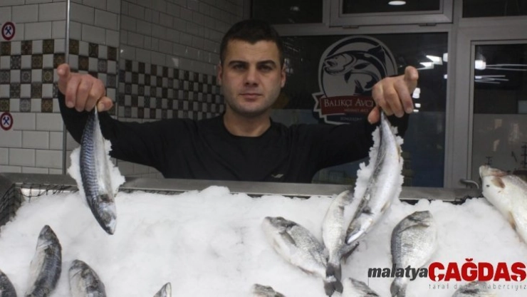 Balıkçılar Zonguldak'ta aradığını bulamayınca Hopa'ya yöneldi