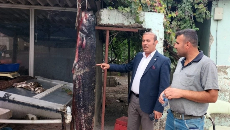 Balıkçının ağına 1.90 boyunda 75 kiloluk yayın balığı takıldı