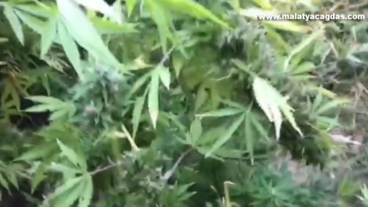 Barınak olarak kullandıkları alana hint keneviri diktiler