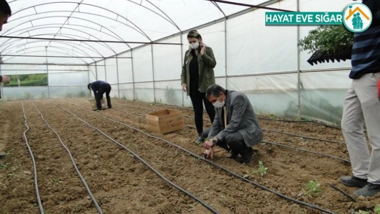 Battalgazi'de fide dikimi yaygınlaştırılıyor