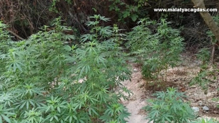 Belen'de 200 kök Hint keneviri ele geçirildi