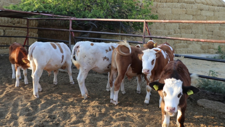 Besiciler Zor Günler Geçiriyor: Şap Hastalığı Yaygınlaşıyor