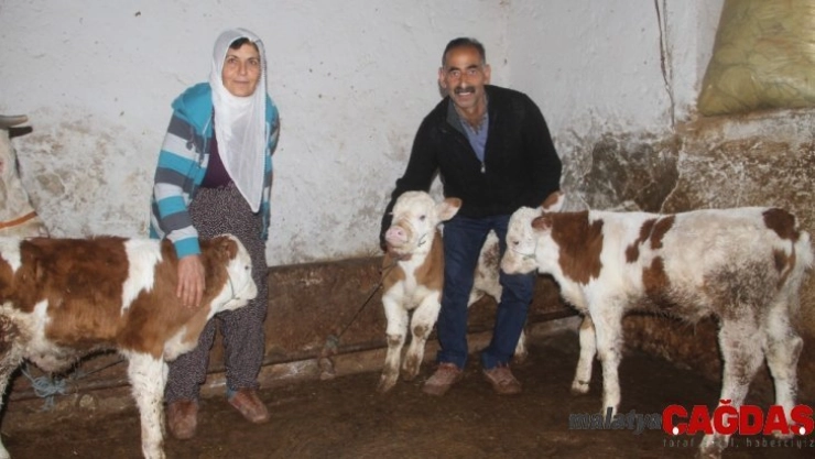 Besicinin yüzü 'üçüz' buzağı ile güldü
