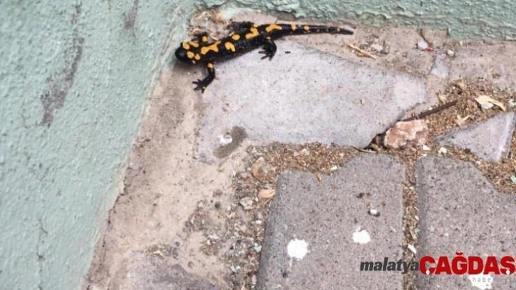 Besni ilçesinde Anadolu Semenderi görüldü