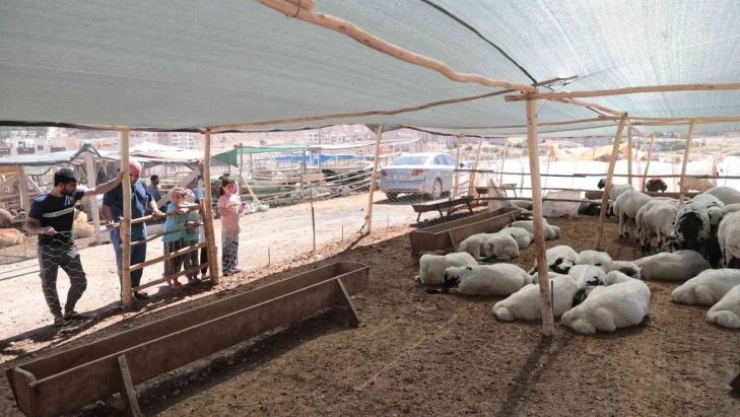 Beyazgül hayvan pazarında incelemelerde bulundu