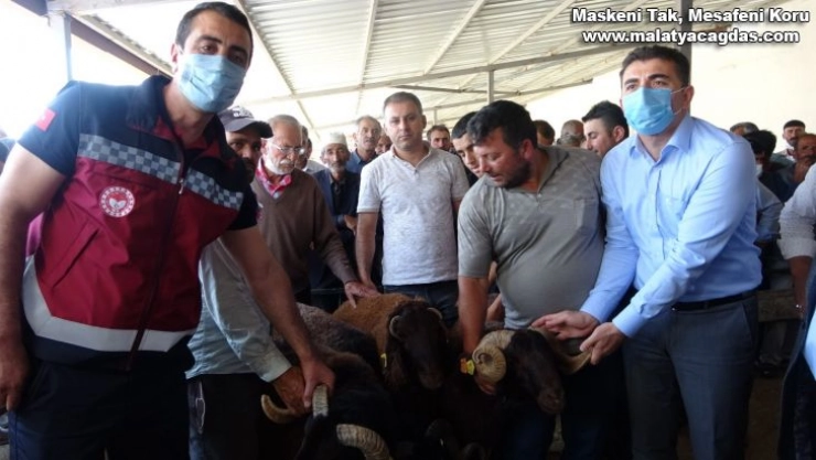 Bingöl'de 139 üreticiye 516 adet damızlık koç ve teke dağıtıldı