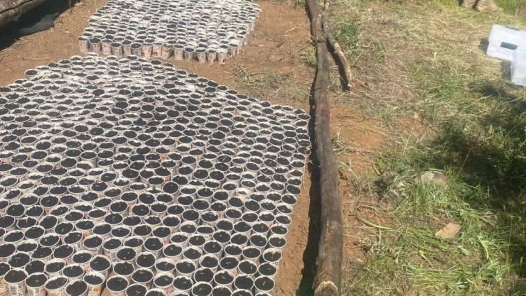 Bingöl'de 2 bin 900 kök Hint keneviri ele geçirildi