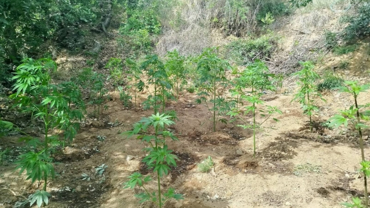 Bingöl'de 228 kök kenevir ele geçirildi