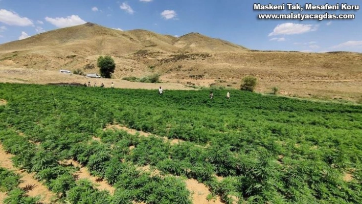 Bingöl'de 3 buçuk milyar lira değerinde 15 milyon kök kenevir ele geçirildi