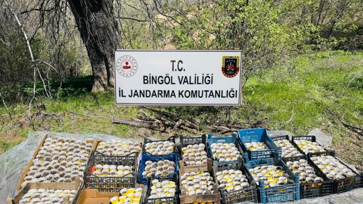 Bingöl'de 480 kök kenevir ele geçirildi