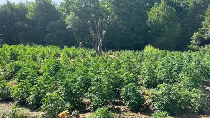 Bingöl'de 5 bin 665 kök kenevir ele geçirildi