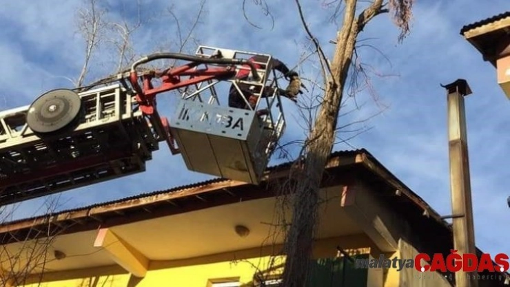 Bingöl'de ağaçta mahsur kalan kedi kurtarıldı