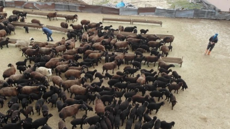 Bingöl'de baharın habercisi kuzular anneleriyle buluştu