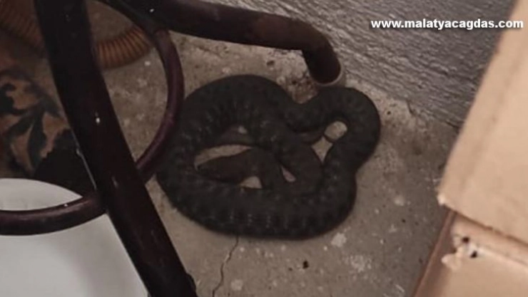 Bingöl'de iş yerine giren yılan paniğe neden oldu