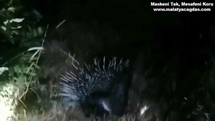 Bingöl'de nesli tükenme tehlikesinde olan 'Oklu Kirpi' görüntülendi