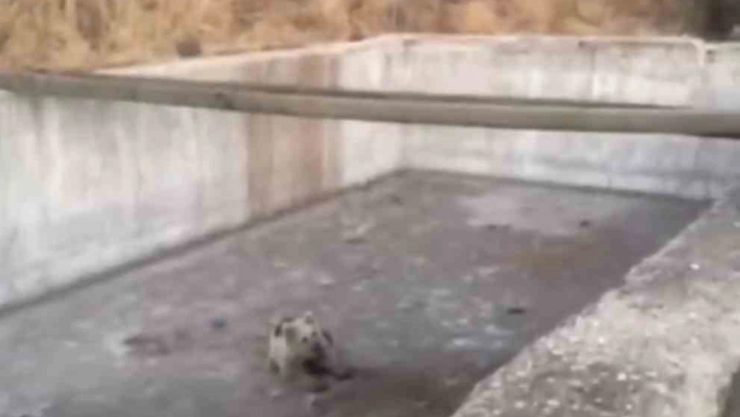 Bingöl'de sulama havuzuna düşen yavru ayı kurtarıldı