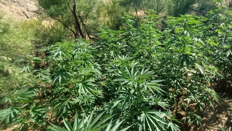 Bingöl'de yaklaşık 6 bin kök kenevir ele geçirildi