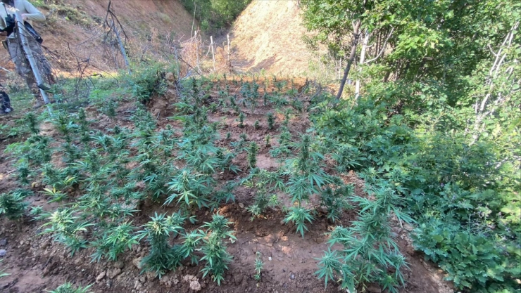 Bingöl'de Zehir Tacirlerine Ağır Darbe!