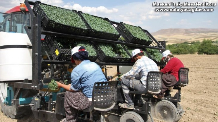 Bir çok ülkeye satılan kurutmalık domatesin fideleri toprakla buluştu