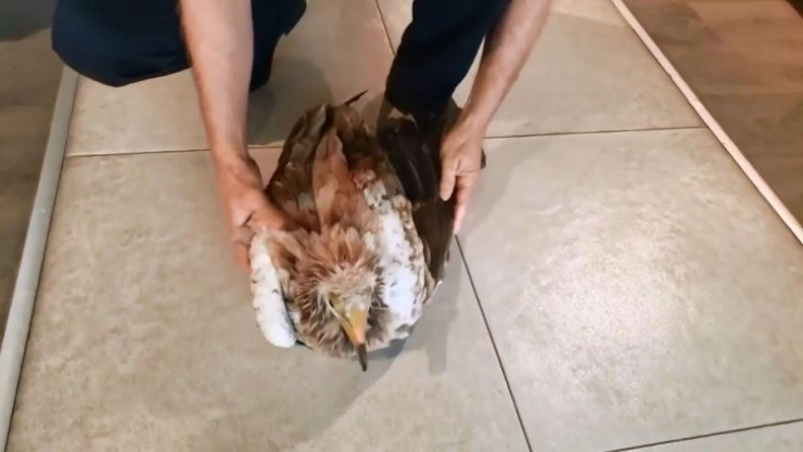 Bitkin halde bulunan kızıl akbaba, ekiplere teslim edildi