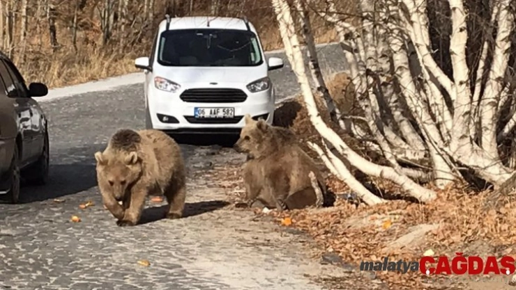 Bitlis'in maskotu ayılar kavurmayla besleniyor