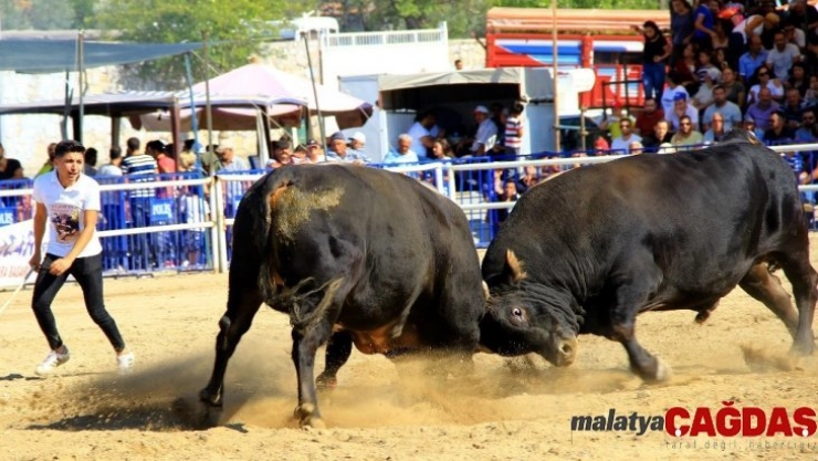 Boğalar 'Muğla Şampiyonası' için arenaya çıktı