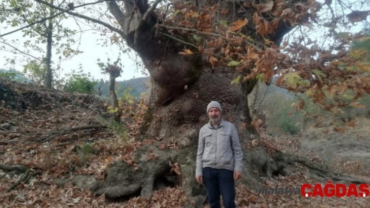 Bu ağacı görenler şaşırıyor