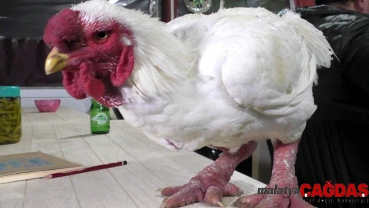 Bu horozun bir kap çorbası 350 dolar