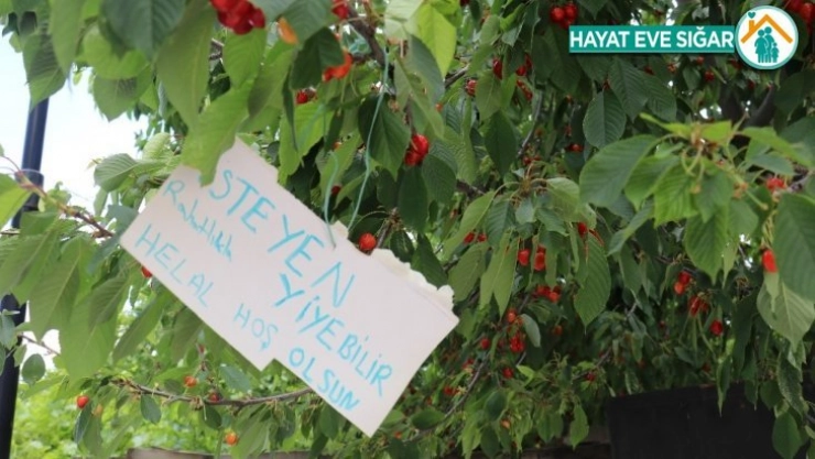 Bu kirazdan isteyen herkes yiyebilir