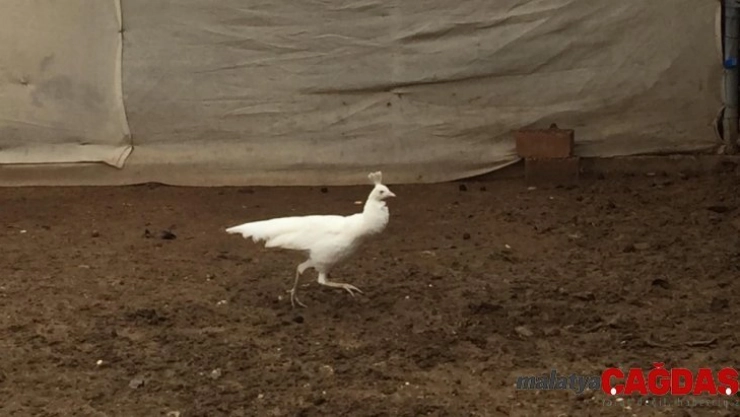 Bu kuşların çifti 5 bin liraya kadar satılıyor