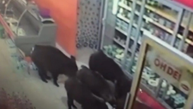 Bu mahalleyi domuzlar bastı