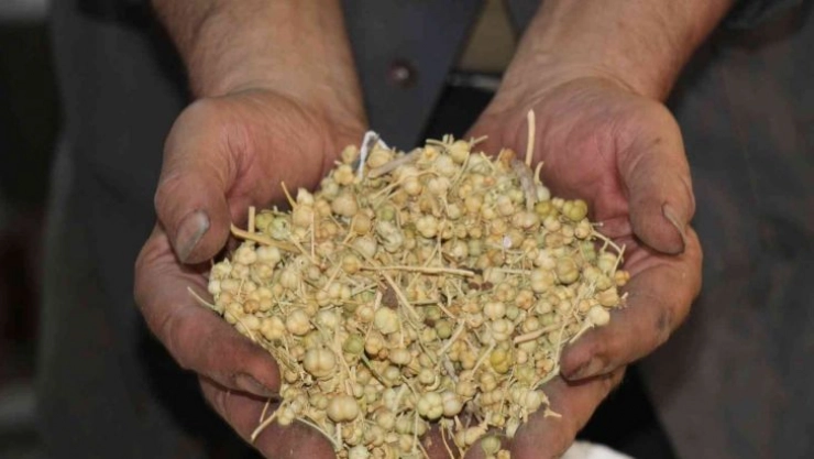 Bu tohumunun faydaları saymakla bitmiyor kapış kapış gidiyor