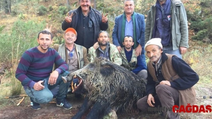 Bursa'da tarlalara dadanan 310 ve 252 kiloluk domuzları avladılar