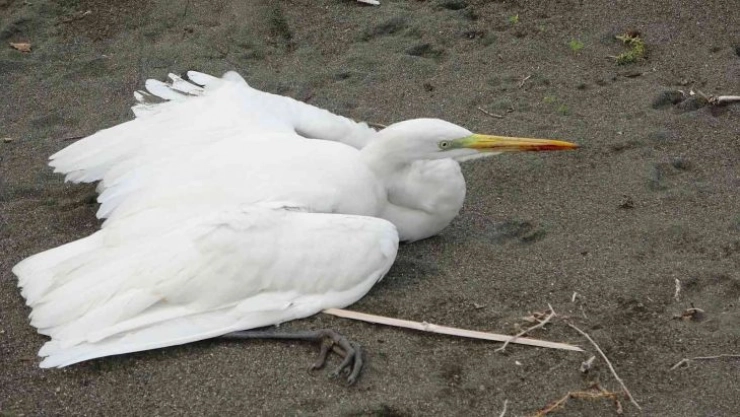 Büyük ak balıkçılı kalbinden vurdular