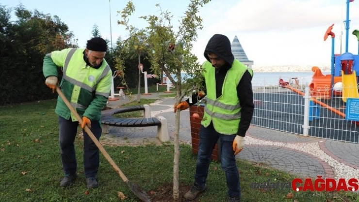 Büyükçekmece'de çocuk parkları meyve ağaçlarıyla donatılıyor