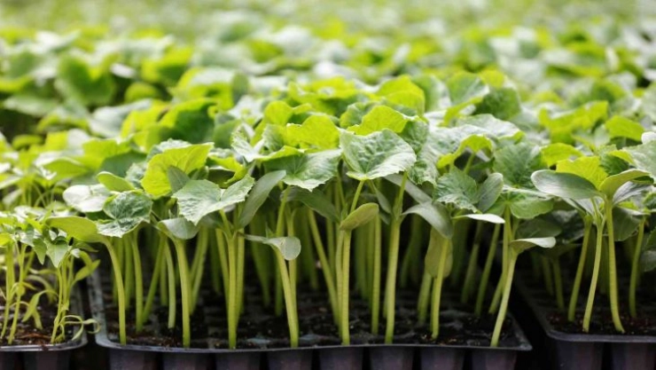 Büyükşehir kendi fidanını kendisi üretiyor