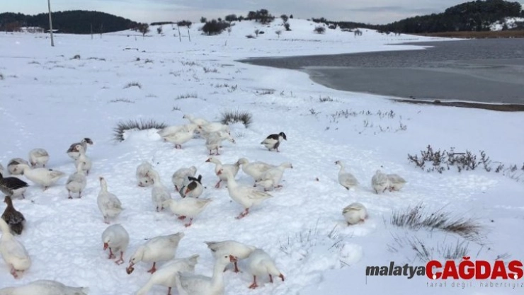 Buz tutan gölde kartpostallık görüntüler oluştu