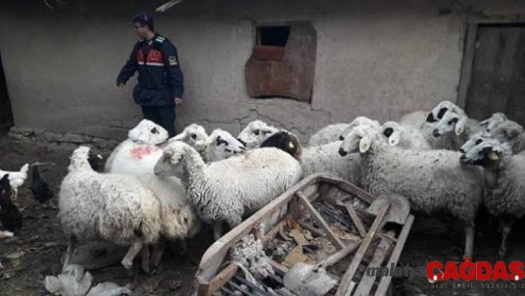 Çaldıkları hayvanları uyuşturucu madde karşılığında takas ettiler