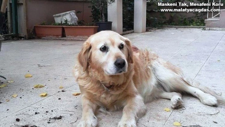 Can dostu çalındı hayatı alt üst oldu