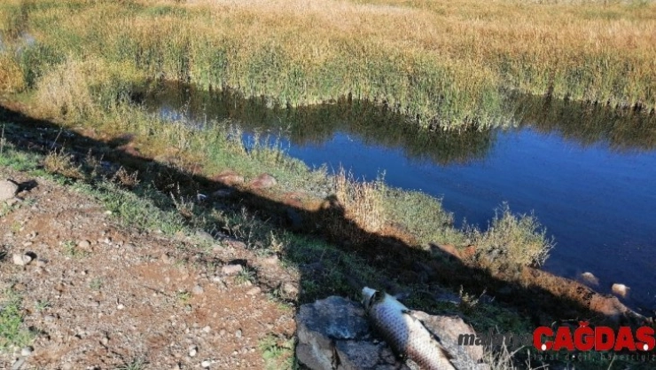 Çanakkale'de esrarengiz balık ölümleri