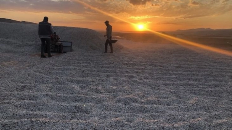 Çekirdek hiç bu kadar güzel görünmemişti